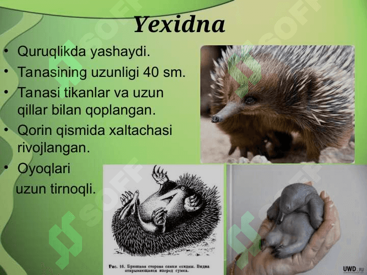 Mavzu Sutemizuvchilarning xilma-xilligi 8