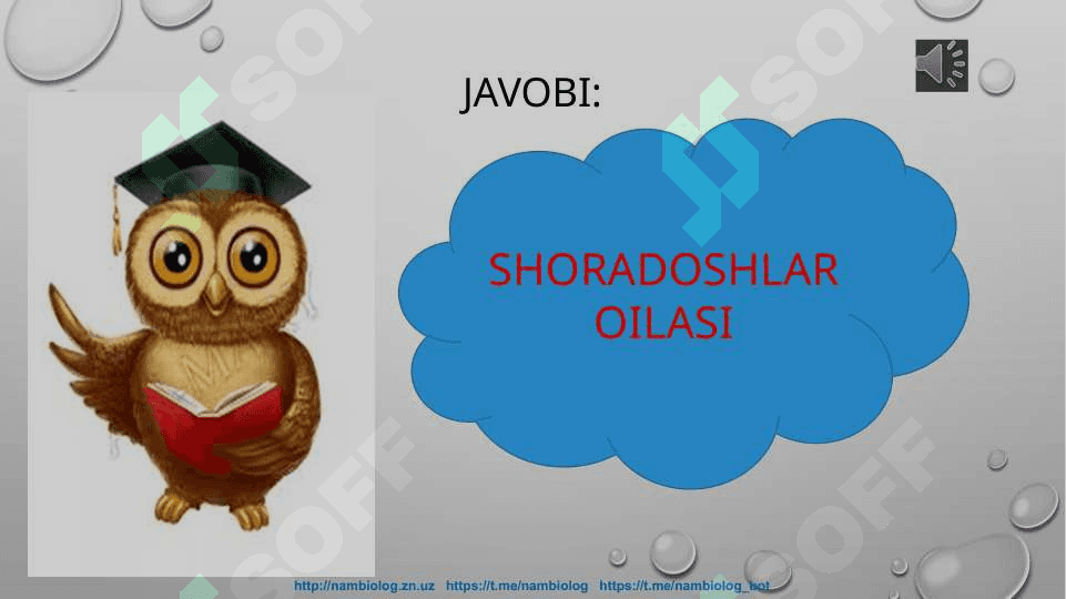 Burchoqdoshlar oilasi 5