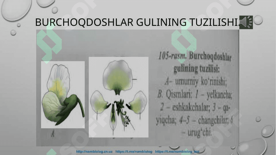 Burchoqdoshlar oilasi 7