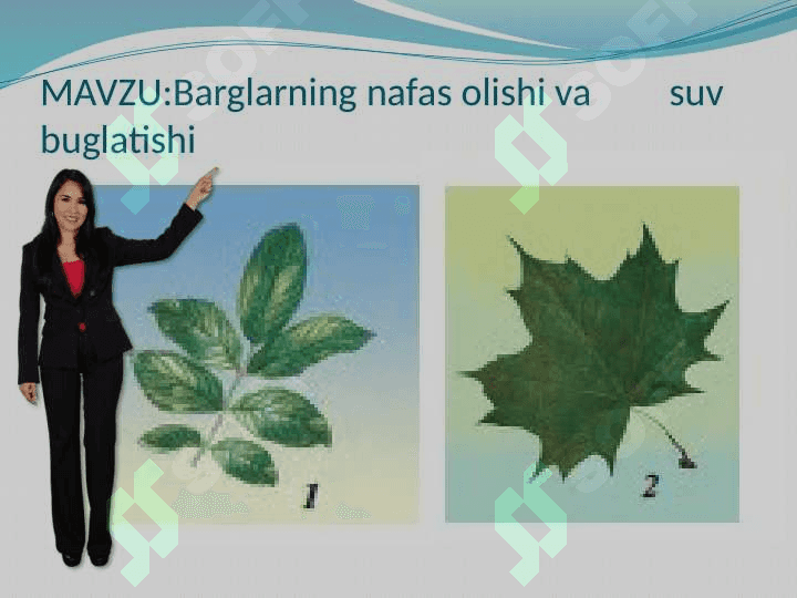 Barglarning nafas olishi va suv bug`latish” 2