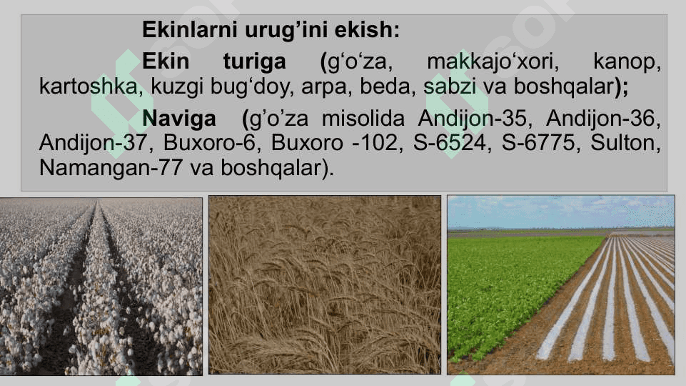 QISHLOQ XO‘JALIK EKINLARINI EKISH USULLARI 4