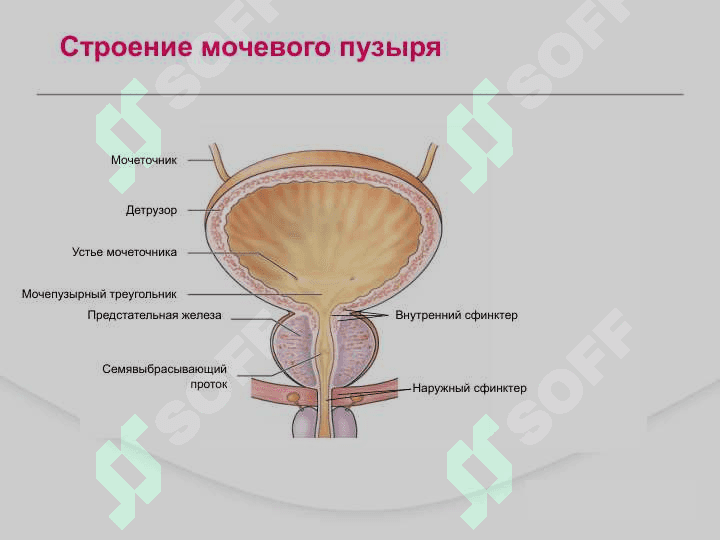 Доброкачественная гиперплазия предстательной железы ДГПЖ 4