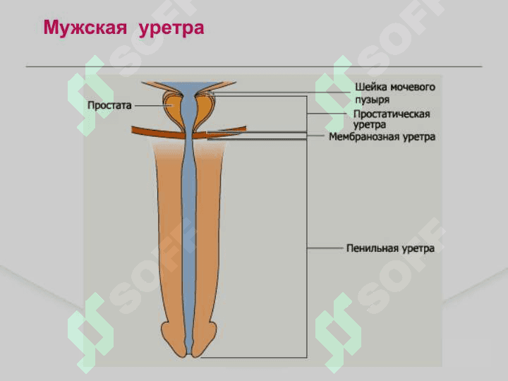 Доброкачественная гиперплазия предстательной железы ДГПЖ 5