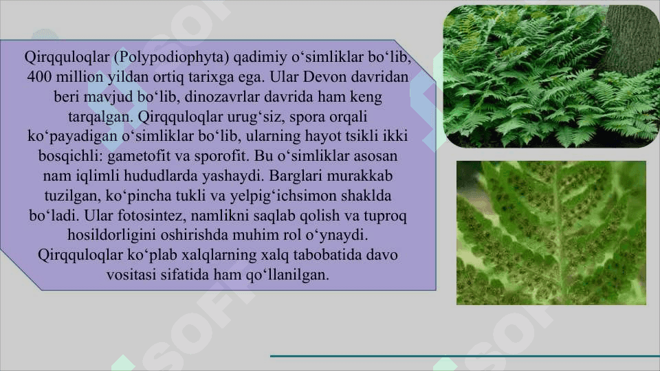 Qirqquloqlar (Polypodiophyta) bo‘limi           QIRQQULOQLAR SLAYD 4