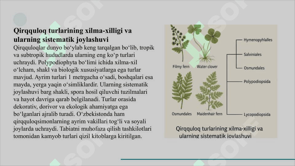 Qirqquloqlar (Polypodiophyta) bo‘limi           QIRQQULOQLAR SLAYD 7