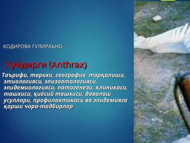Kuydirgi