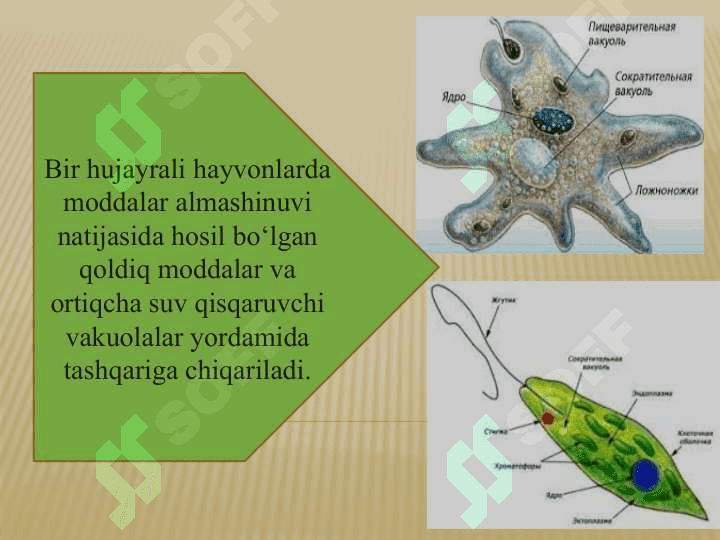 HAYVONLARNING AYIRISH ORGANLARI EVOLUTSIYASI 3