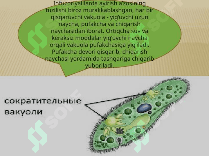 HAYVONLARNING AYIRISH ORGANLARI EVOLUTSIYASI 4