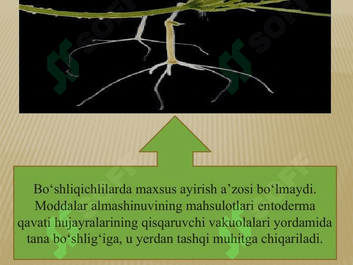 HAYVONLARNING AYIRISH ORGANLARI EVOLUTSIYASI 5