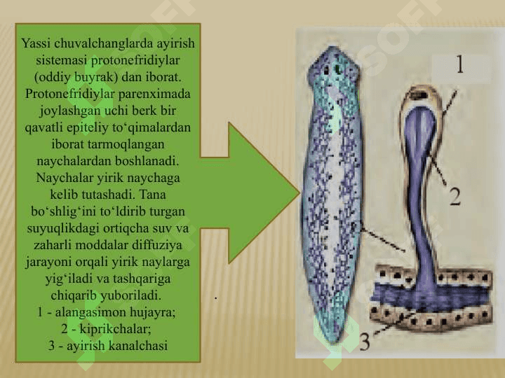 HAYVONLARNING AYIRISH ORGANLARI EVOLUTSIYASI 6
