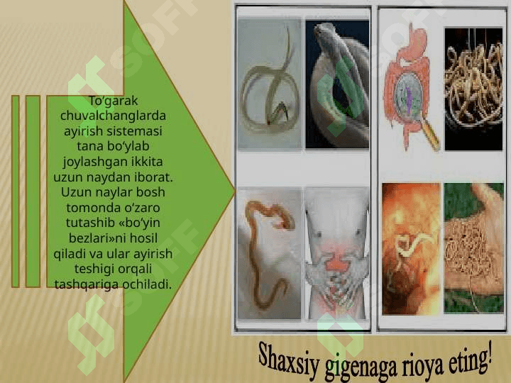 HAYVONLARNING AYIRISH ORGANLARI EVOLUTSIYASI 7