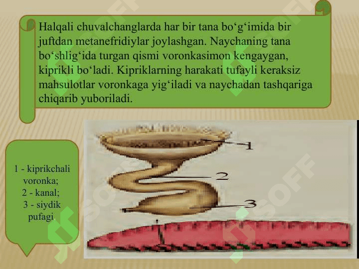 HAYVONLARNING AYIRISH ORGANLARI EVOLUTSIYASI 8
