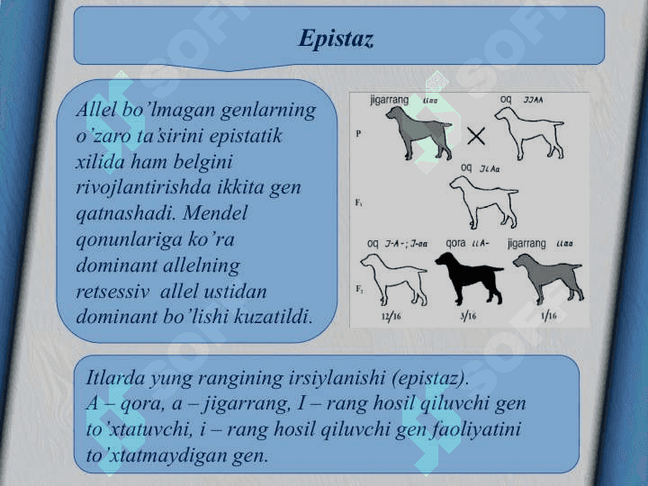 Allel bo’lmagan genlarning o’zaro ta’sirida belgilarning rivojlanishi 3