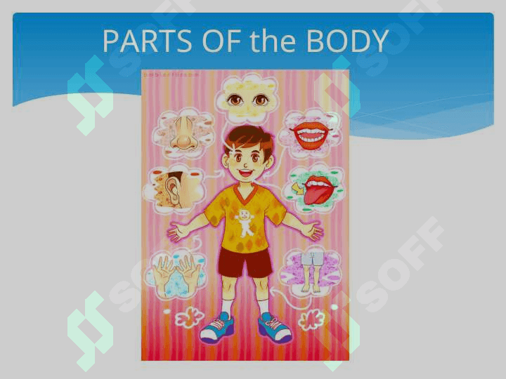 The demonstrative lesson   grade 1 “A” on the theme“PARTS of the BODY 2