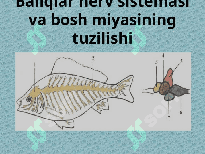 Baliqlarning markaziy nerv sistemasi 2