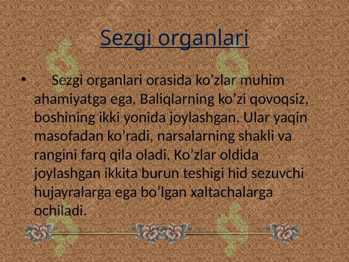 Baliqlarning markaziy nerv sistemasi 4