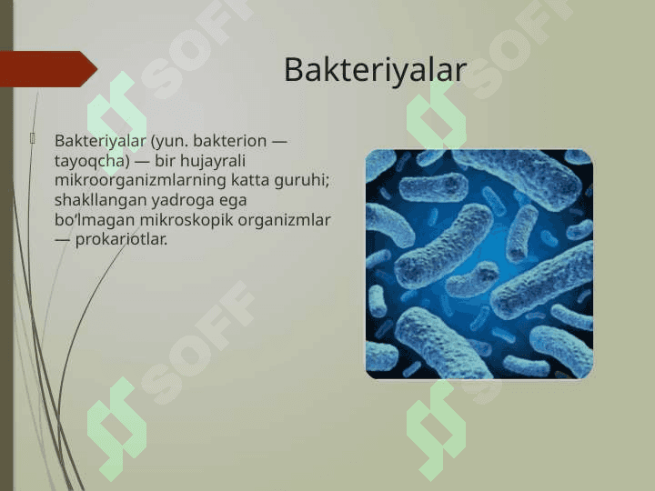 Bakteriyalarning bioplyonkasi 2