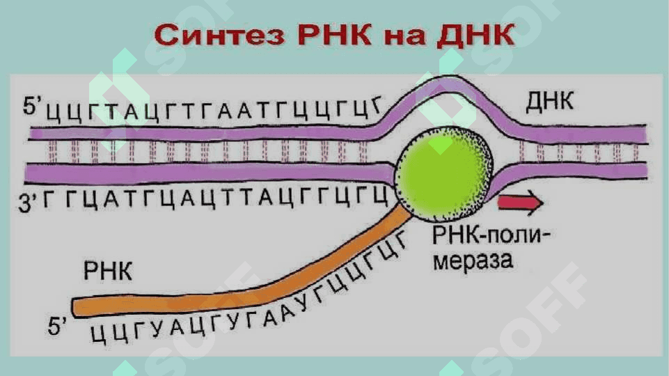 RNK turlari va uning oqsil biosintezidagi roliRNK turlari va uning oqsil biosintezidagi roli 3