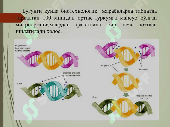 Биотехнологияда ген мухандислиги 4