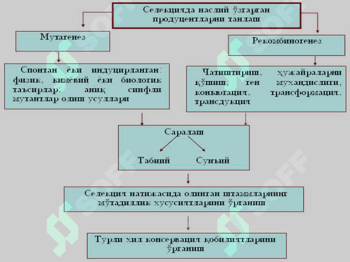 Биотехнологияда ген мухандислиги 8