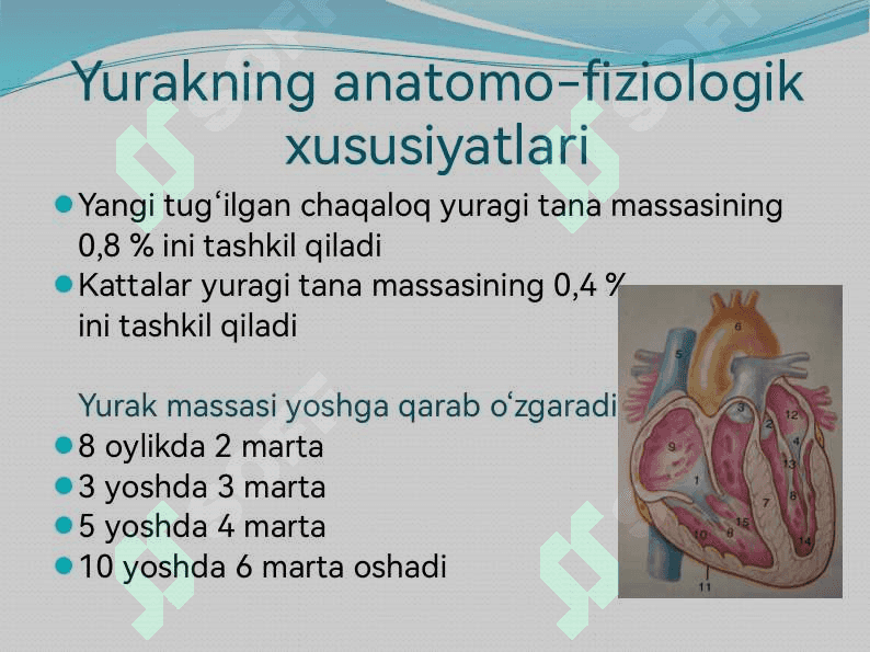BOLALARDA YURAK-QON TOMIR TIZIMINING ANATOMO-FIZIOLOGIK XUSUSIYATLARI 2