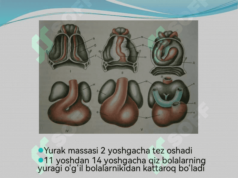 BOLALARDA YURAK-QON TOMIR TIZIMINING ANATOMO-FIZIOLOGIK XUSUSIYATLARI 3