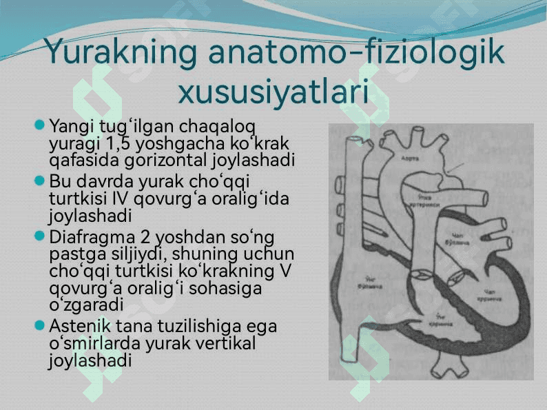 BOLALARDA YURAK-QON TOMIR TIZIMINING ANATOMO-FIZIOLOGIK XUSUSIYATLARI 6
