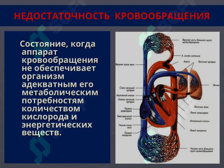 Патология сердечно-сосудистой системы.Сердечная недостаточность. Нарушения ритма.Пороки сердца. Гипертоническая болезнь. Ишемия.Аритмия, этиология, патогенез. Симптоматическая гипертензия.»  «Патология общего кровообращения. ИБС. Инфаркт миокарда. Сердечная недостаточность. Аритмиии. Гипертоническая болезнь.» 4