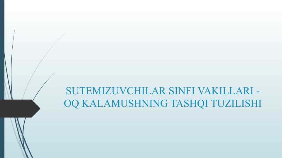 SUTEMIZUVCHILAR SINFI VAKILLARI - OQ KALAMUSHNING TASHQI TUZILISHI