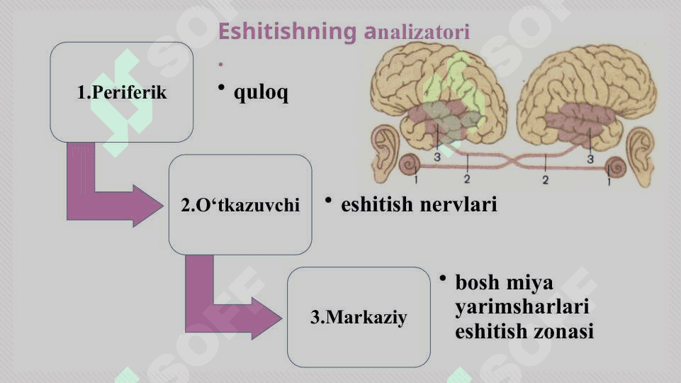 Quloq anatomiyasi 3