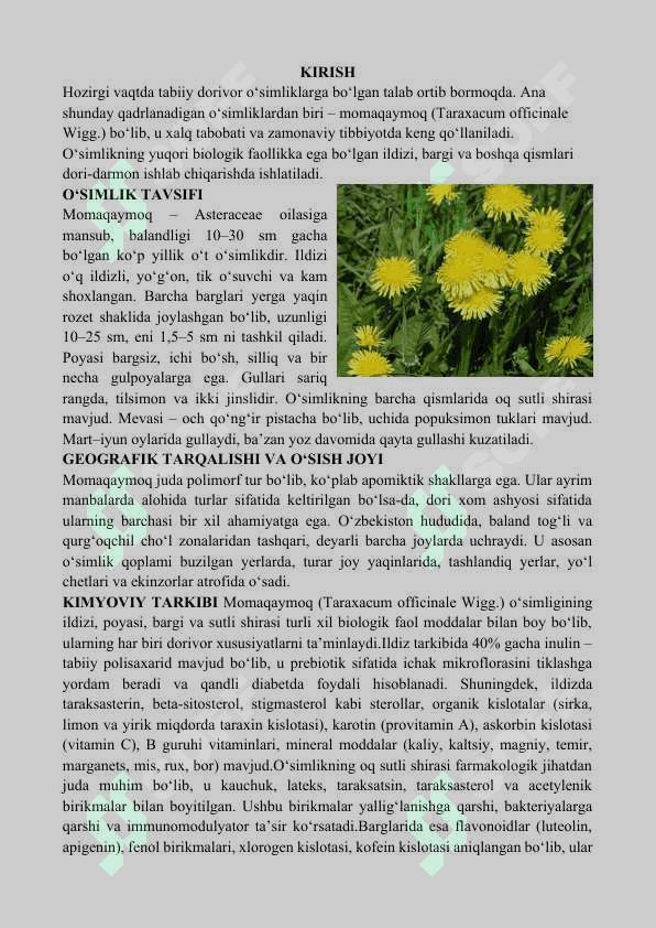 MOMAQAYMOQ O‘SIMLIGINING DORIVOR XUSUSIYATLARI VA UNDAN OQILONA FOYDALANISH 2