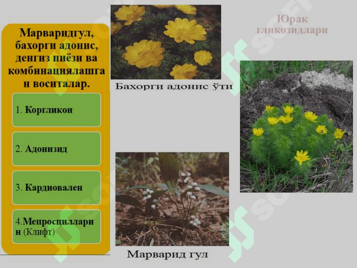 ЮРАК ГЛИКОЗИДЛАРИ 6