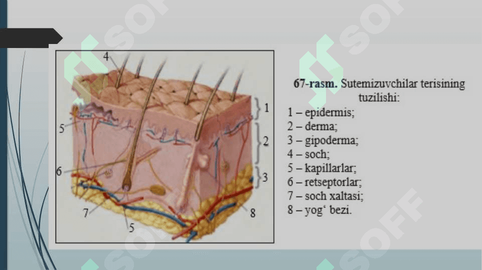 Qoplovchi va Tayanch harakat tizimi     ontofilogenezi 7