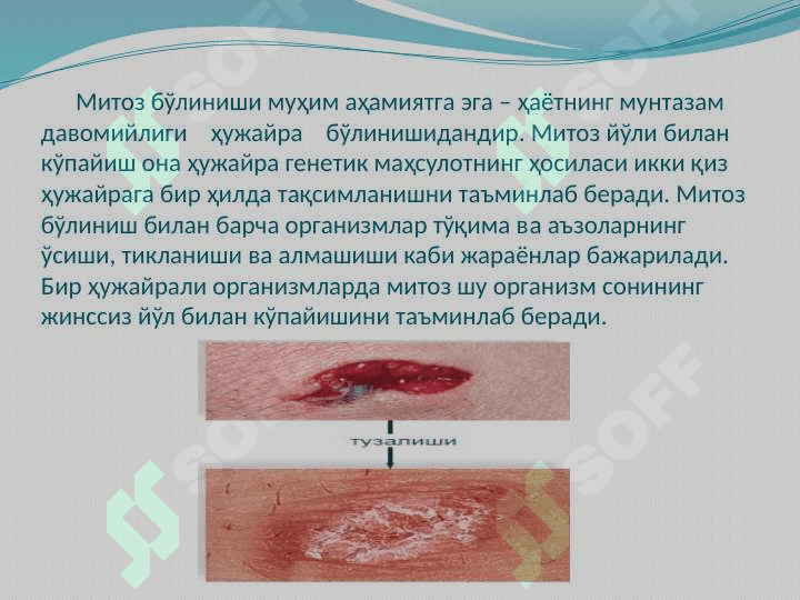“Mitozning biologik ahamiyati va patologiyasi” 4