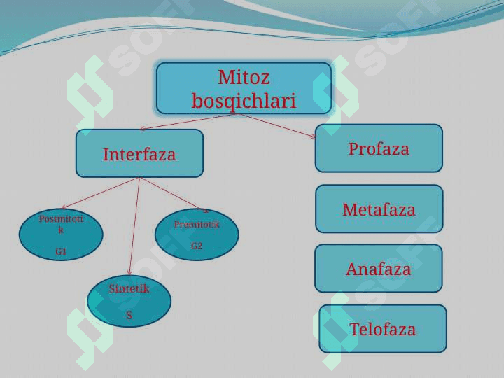 “Mitozning biologik ahamiyati va patologiyasi” 5