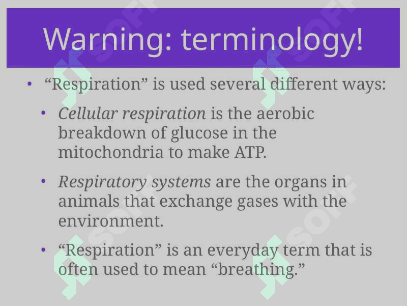 Respiratory System 3