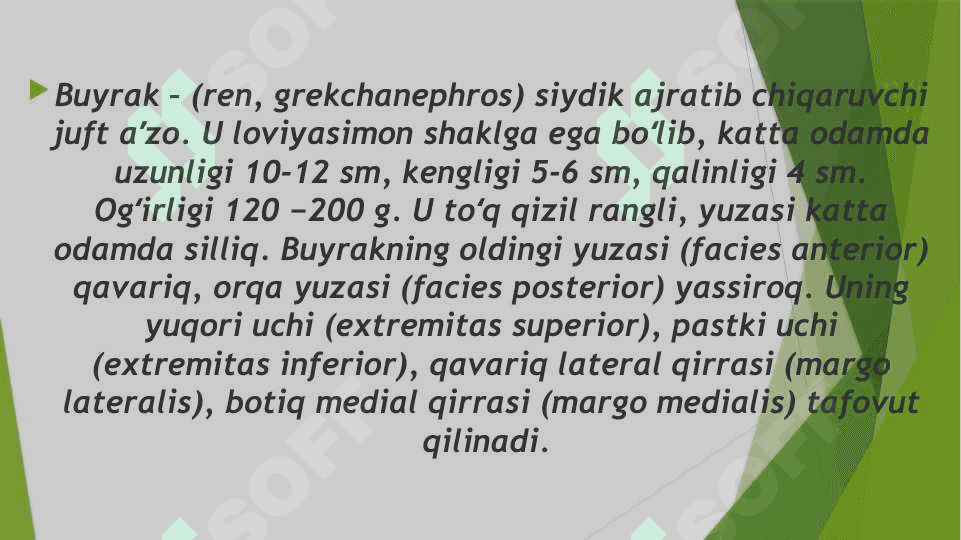 Bolalarda buyrakning anatomiya fiziologik xususiyatlari 3