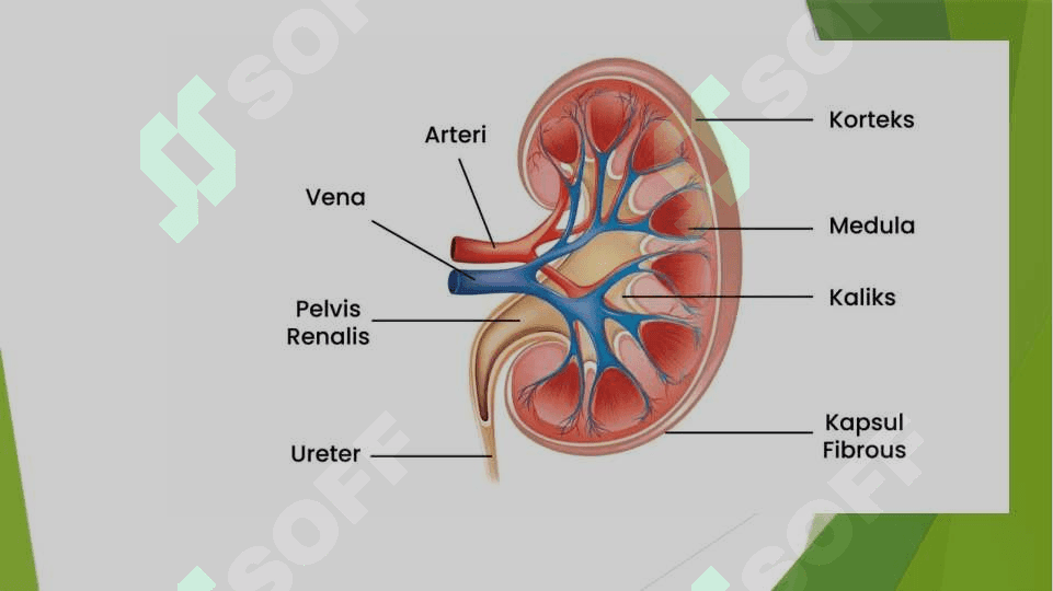 Bolalarda buyrakning anatomiya fiziologik xususiyatlari 4