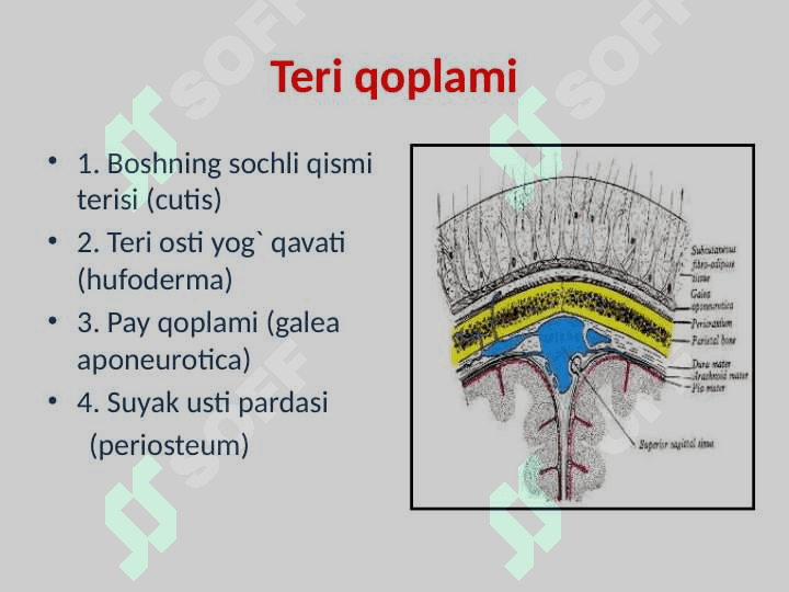 Bosh miya jarohatlari 5