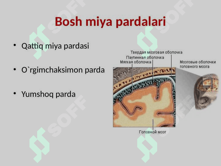 Bosh miya jarohatlari 7