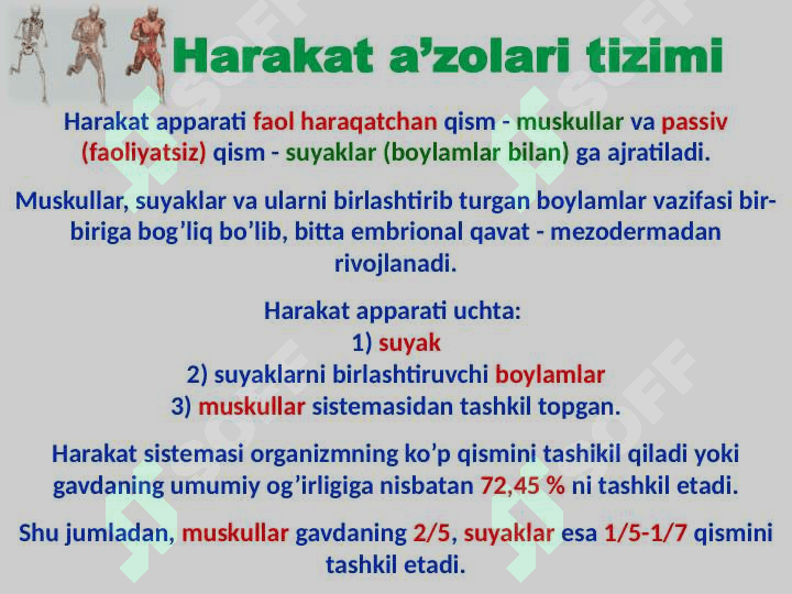 Skelet to’g’risida ta’limot 2