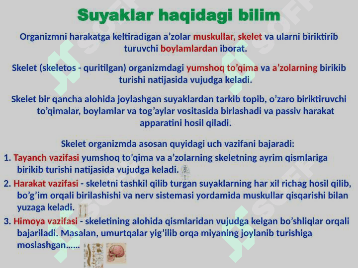 Skelet to’g’risida ta’limot 3