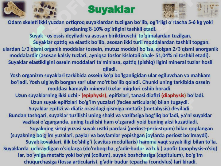 Skelet to’g’risida ta’limot 4