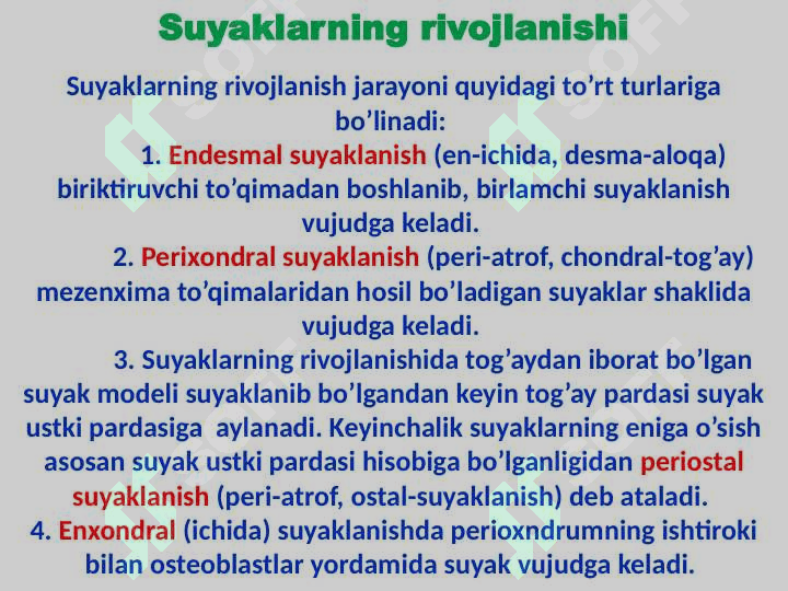 Skelet to’g’risida ta’limot 5