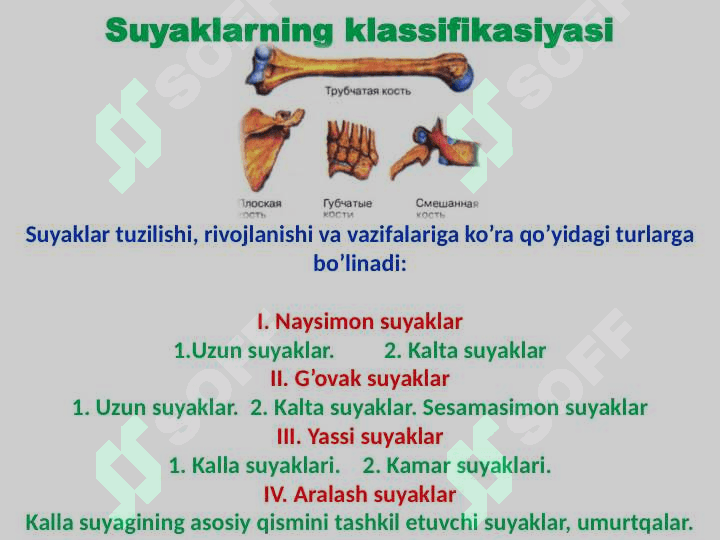 Skelet to’g’risida ta’limot 6