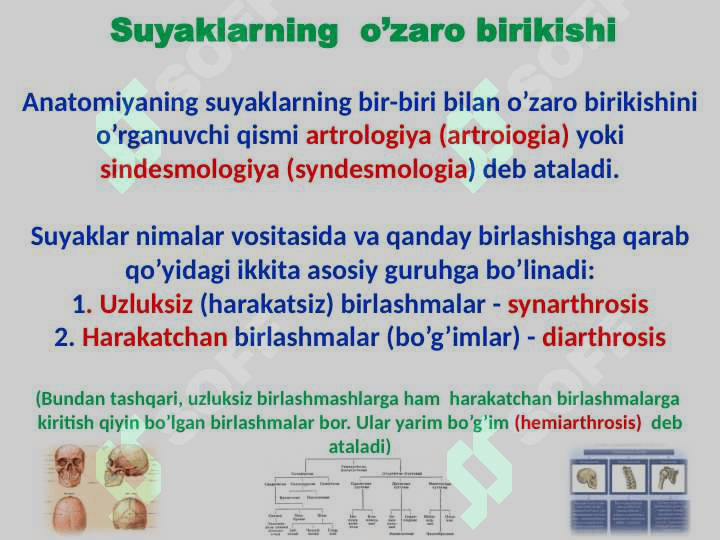 Skelet to’g’risida ta’limot 7