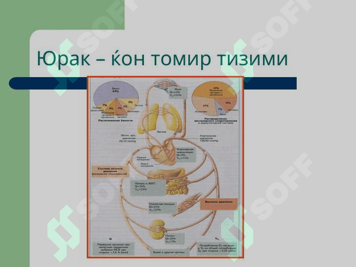 Томирлар тизими патофизиологияси 3