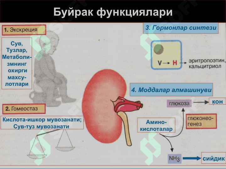 Буйрак патофизиологияси 3