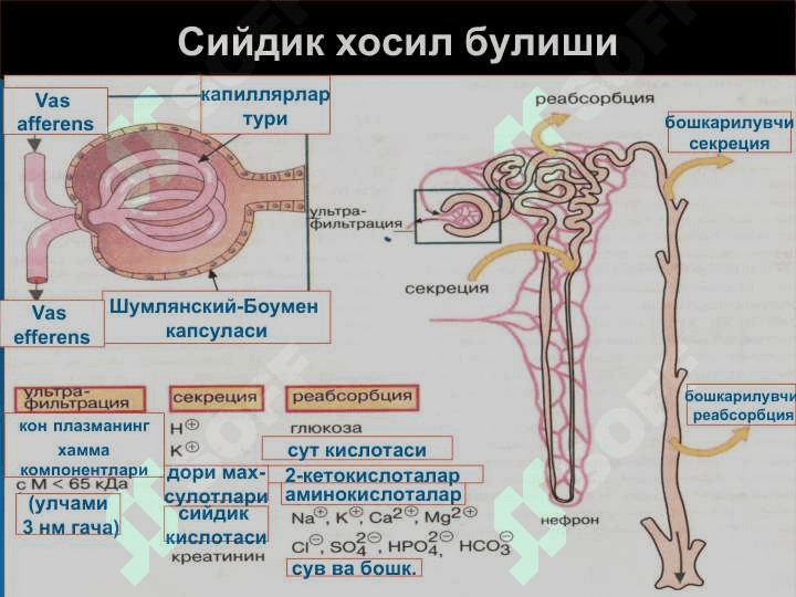 Буйрак патофизиологияси 4