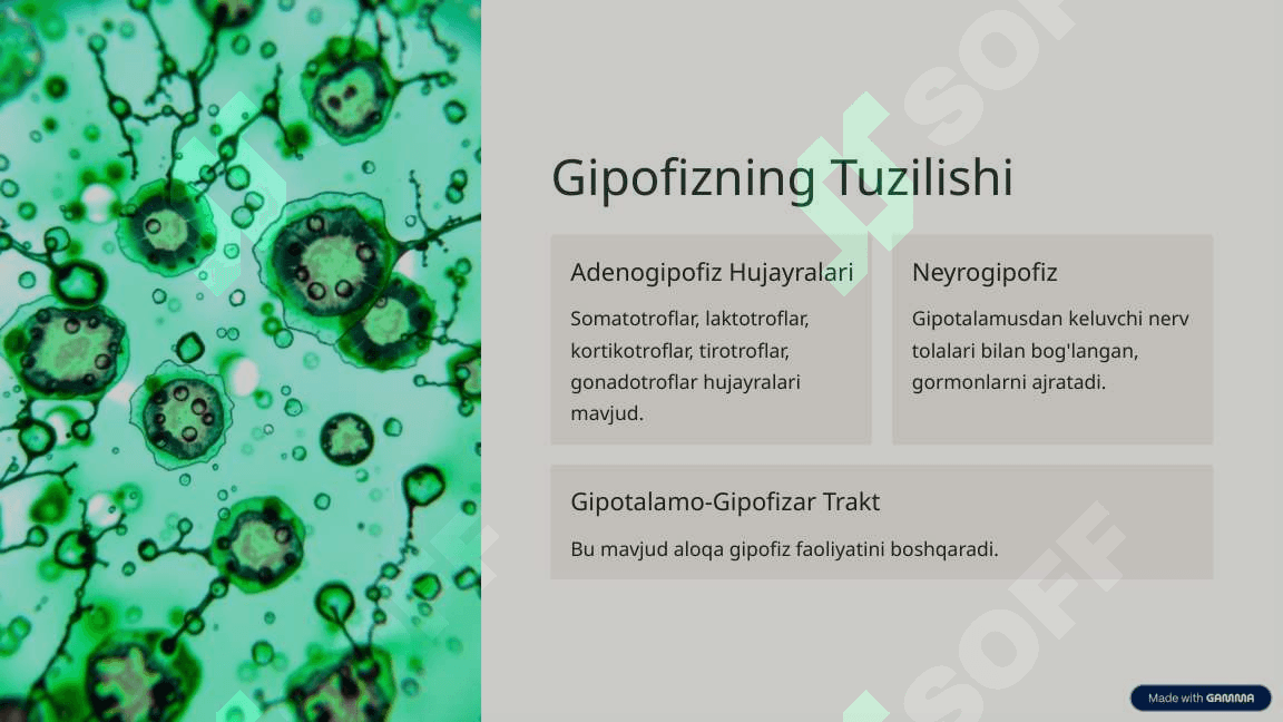 Gipofiz bezining fiziologiyasi 2
